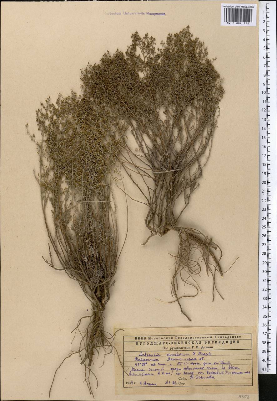 Seriphidium camelorum (Krasch.) Poljak., Middle Asia, Caspian Ustyurt & Northern Aralia (M8) (Kazakhstan)