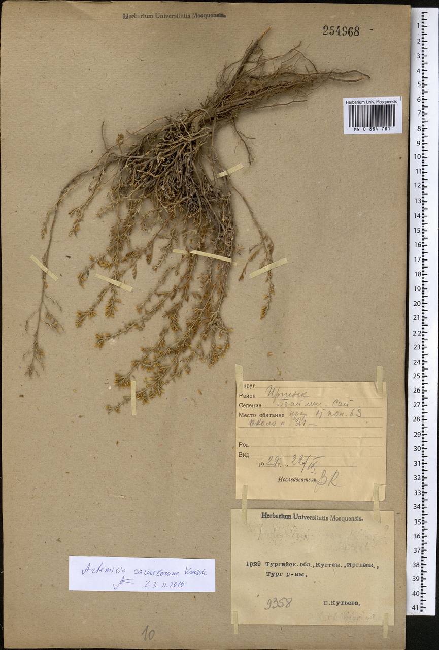 Seriphidium camelorum (Krasch.) Poljak., Middle Asia, Northern & Central Kazakhstan (M10) (Kazakhstan)