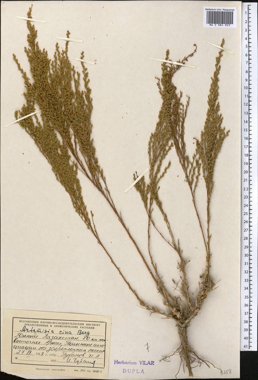 Seriphidium cinum (Berg ex Poljakov) Poljakov, Middle Asia, Syr-Darian deserts & Kyzylkum (M7) (Kazakhstan)