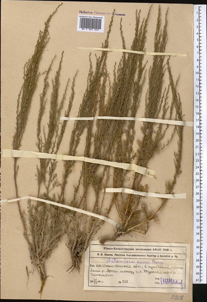 Seriphidium cinum (Berg ex Poljakov) Poljakov, Middle Asia, Syr-Darian deserts & Kyzylkum (M7) (Kazakhstan)