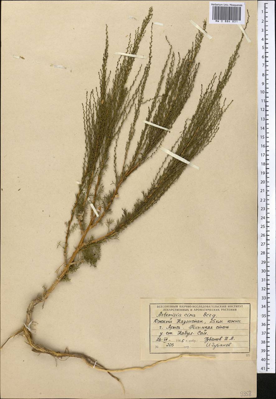 Seriphidium cinum (Berg ex Poljakov) Poljakov, Middle Asia, Syr-Darian deserts & Kyzylkum (M7) (Kazakhstan)