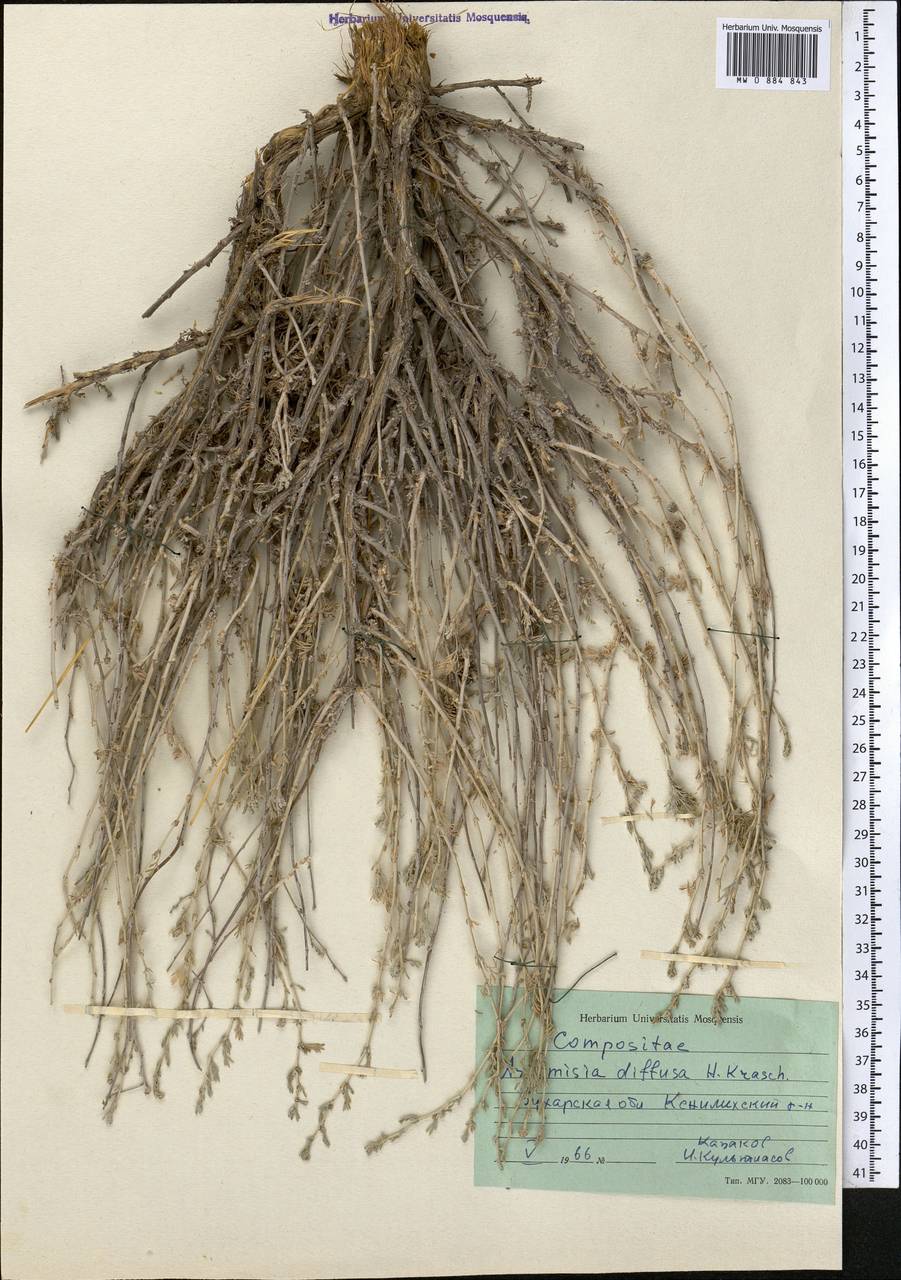 Artemisia diffusa Krasch. ex Poljakov, Middle Asia, Syr-Darian deserts & Kyzylkum (M7) (Uzbekistan)