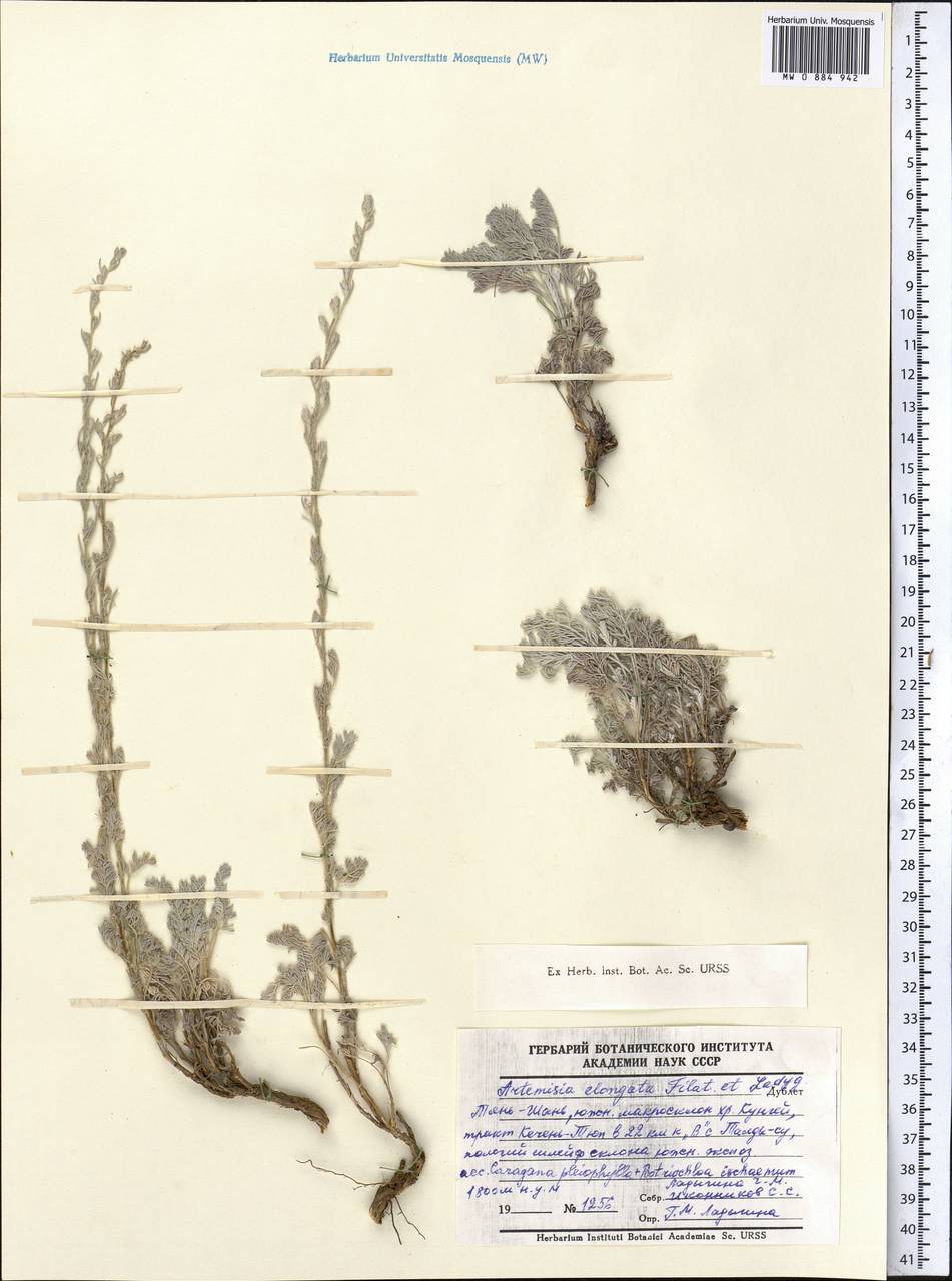 Seriphidium elongatum (Filatova & Ladygina) K. Bremer & Humphries, Middle Asia, Western Tian Shan & Karatau (M3)