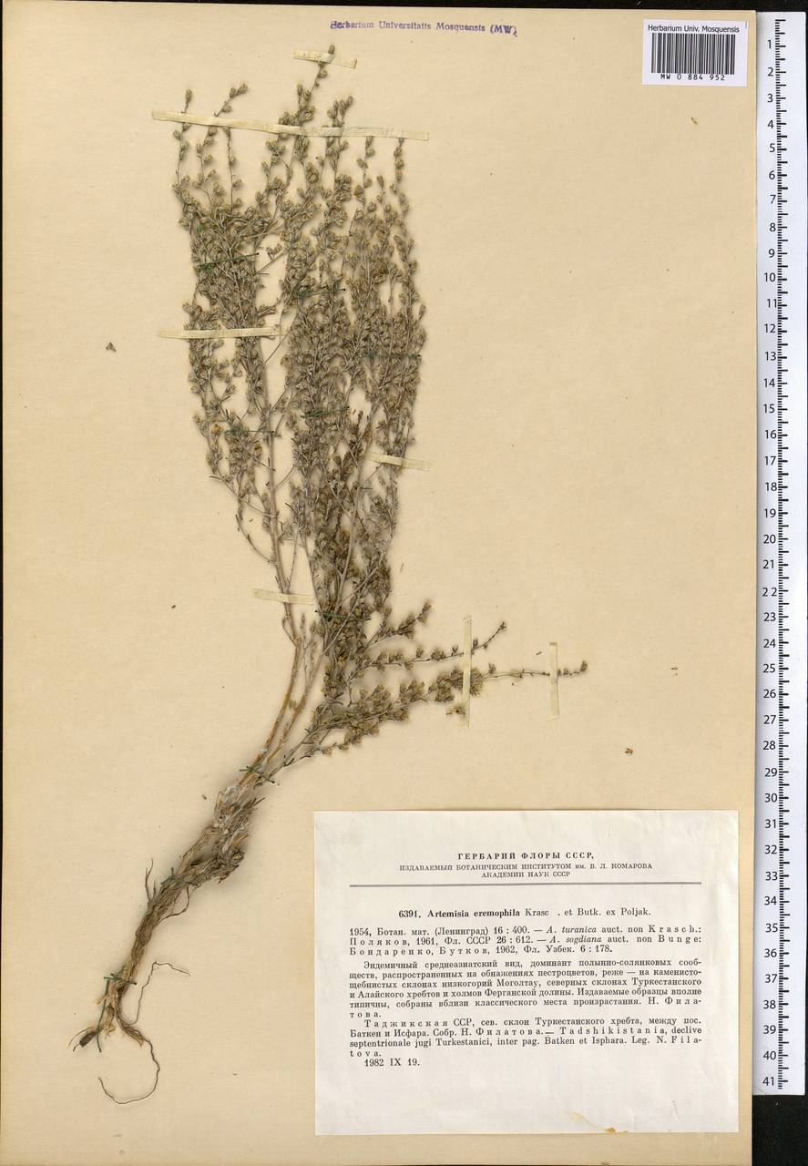 Seriphidium eremophilum (Poljak.) Bremer & Humphries ex Y.R. Ling, Middle Asia, Pamir & Pamiro-Alai (M2) (Kyrgyzstan)