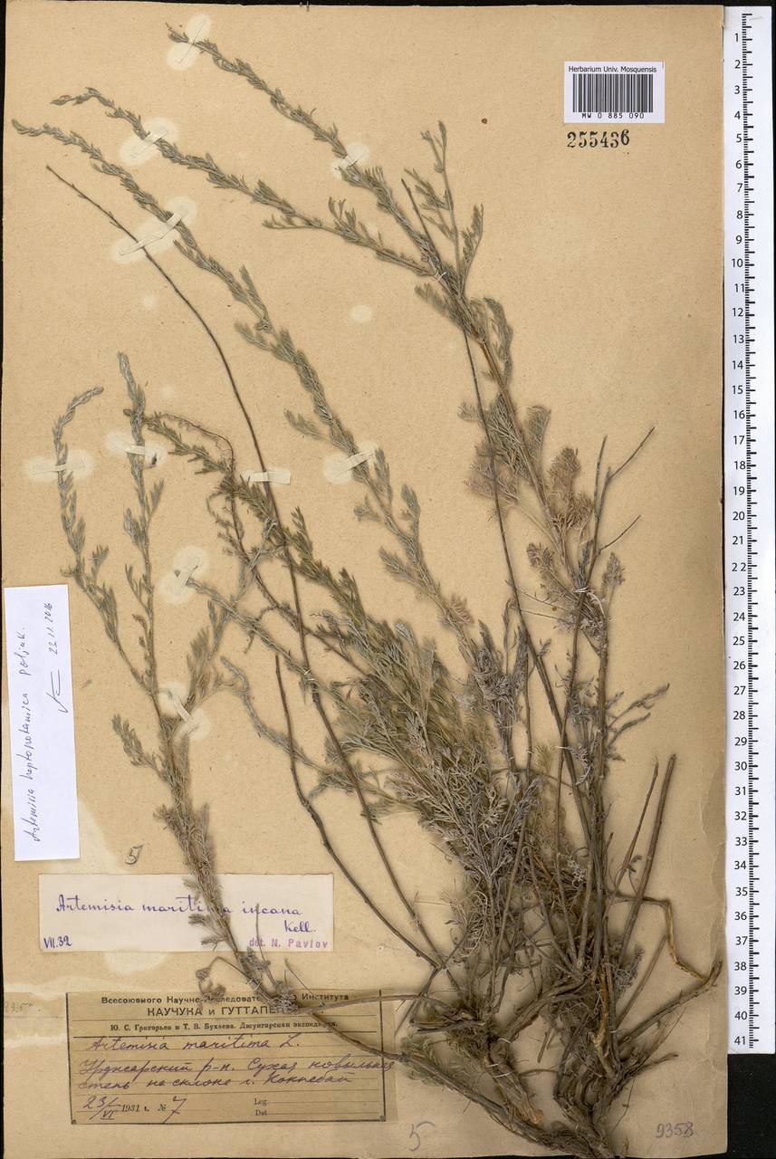 Artemisia heptapotamica Poljakov, Middle Asia, Dzungarian Alatau & Tarbagatai (M5) (Kazakhstan)