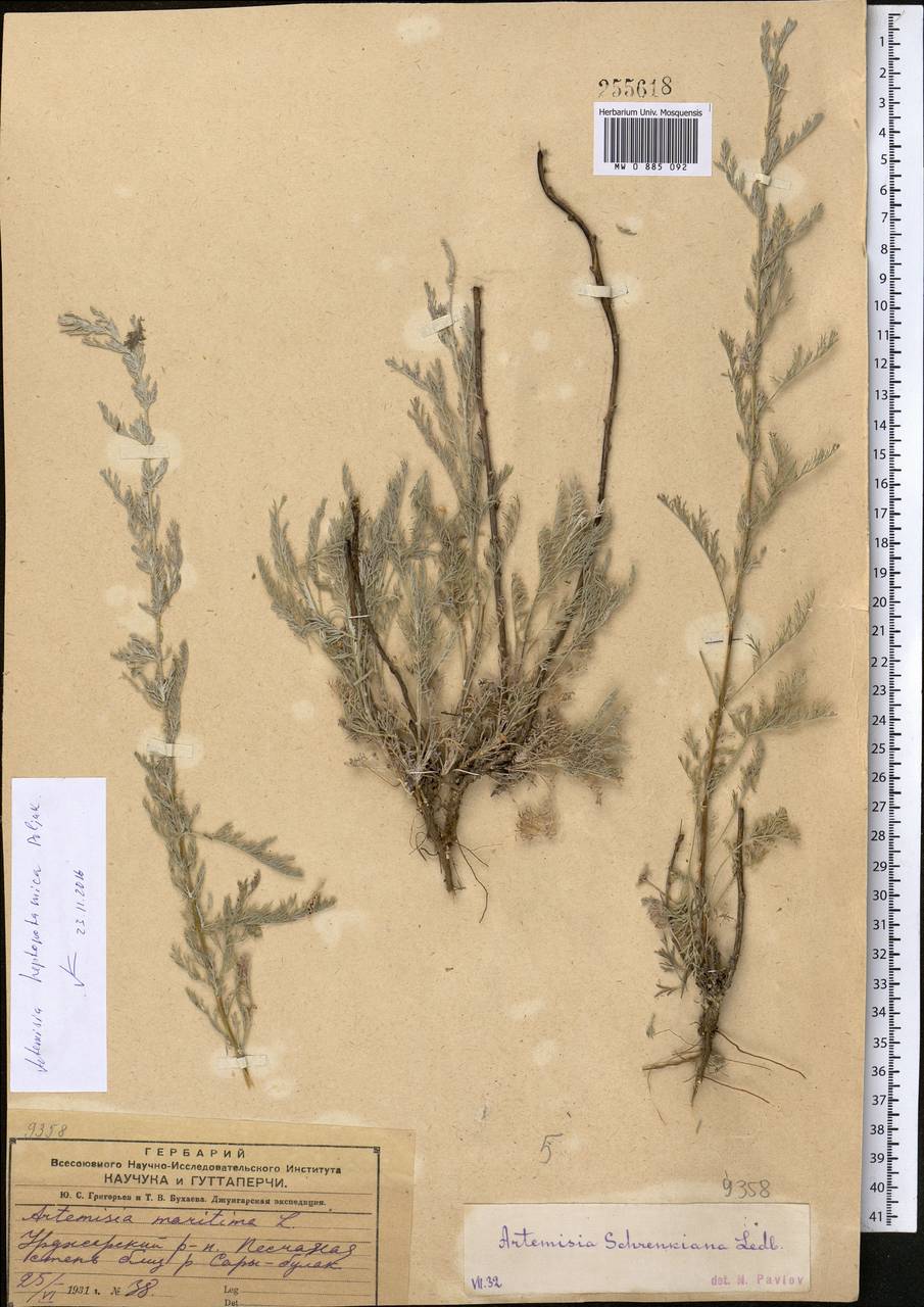 Artemisia heptapotamica Poljakov, Middle Asia, Dzungarian Alatau & Tarbagatai (M5) (Kazakhstan)