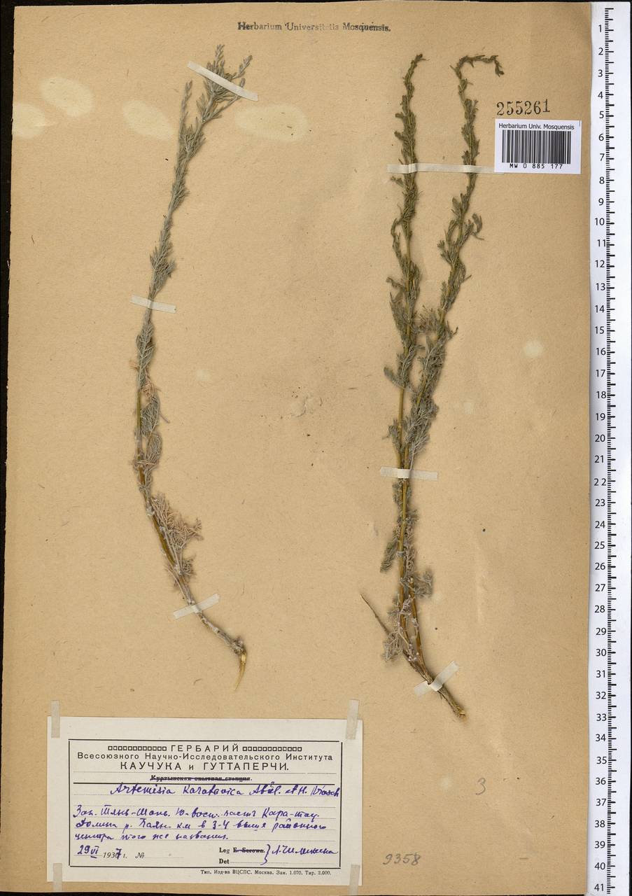 Seriphidium karatavicum (Krasch. & Abolin ex Poljakov) Ling & Y.R. Ling, Middle Asia, Western Tian Shan & Karatau (M3) (Kazakhstan)