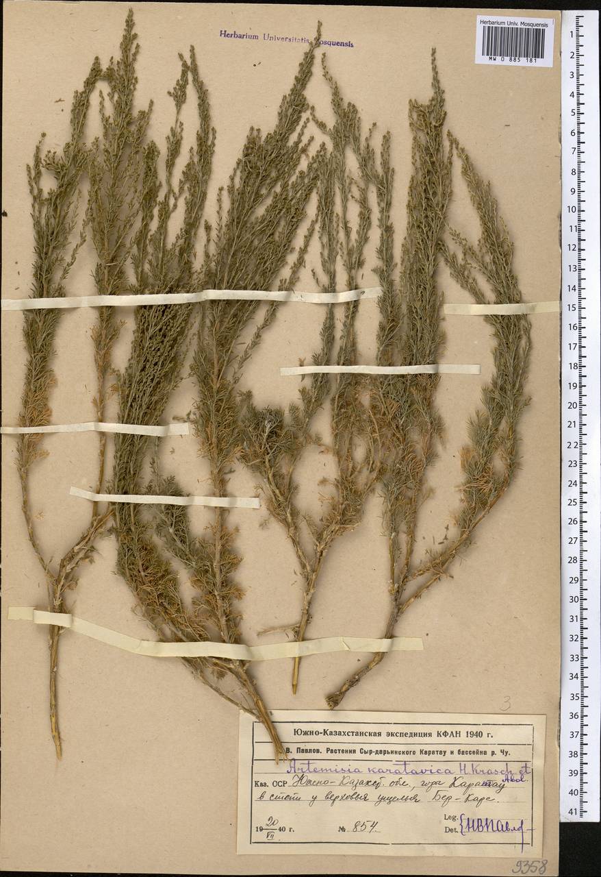 Seriphidium karatavicum (Krasch. & Abolin ex Poljakov) Ling & Y.R. Ling, Middle Asia, Western Tian Shan & Karatau (M3) (Kazakhstan)