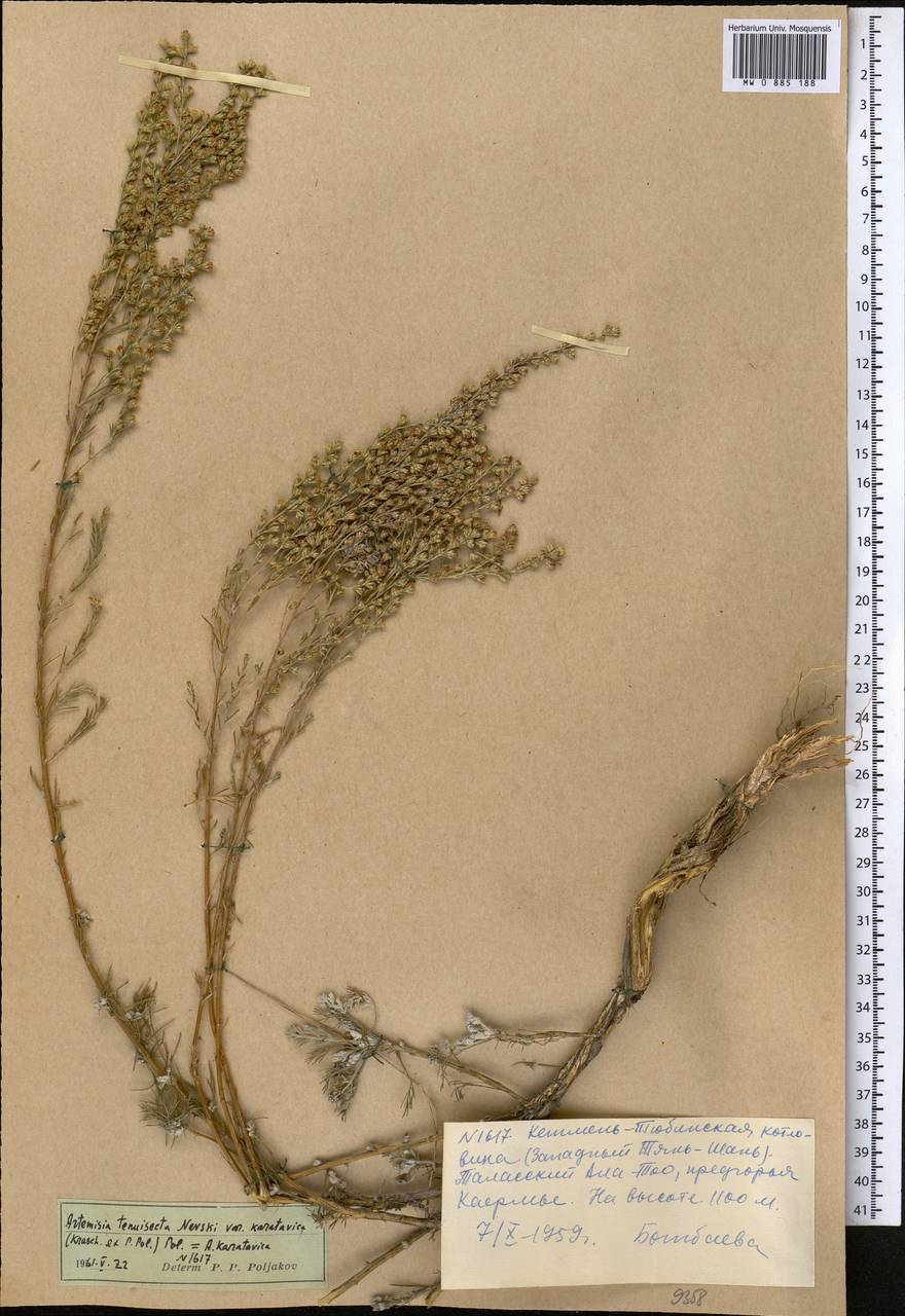 Seriphidium karatavicum (Krasch. & Abolin ex Poljakov) Ling & Y.R. Ling, Middle Asia, Western Tian Shan & Karatau (M3) (Kyrgyzstan)