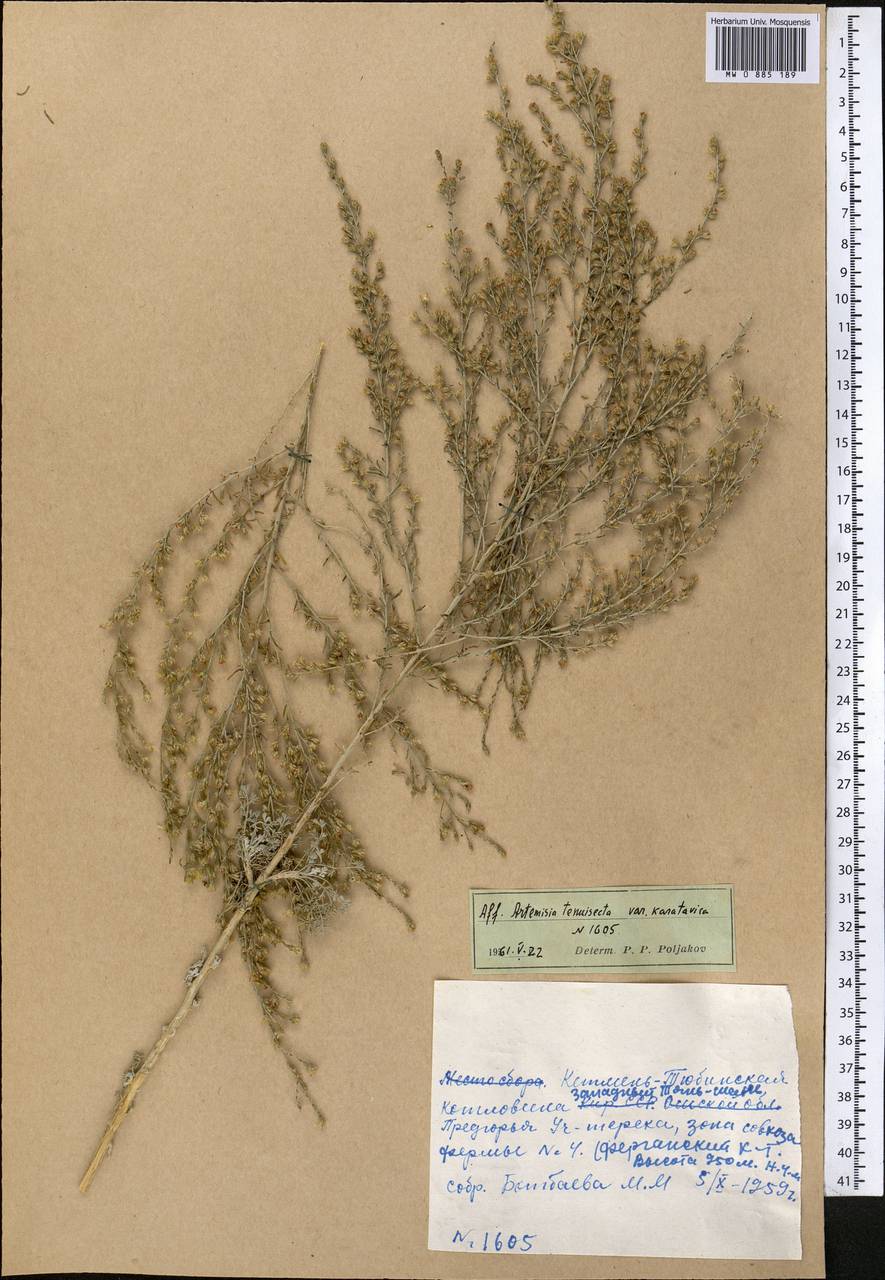 Seriphidium karatavicum (Krasch. & Abolin ex Poljakov) Ling & Y.R. Ling, Middle Asia, Western Tian Shan & Karatau (M3) (Kyrgyzstan)