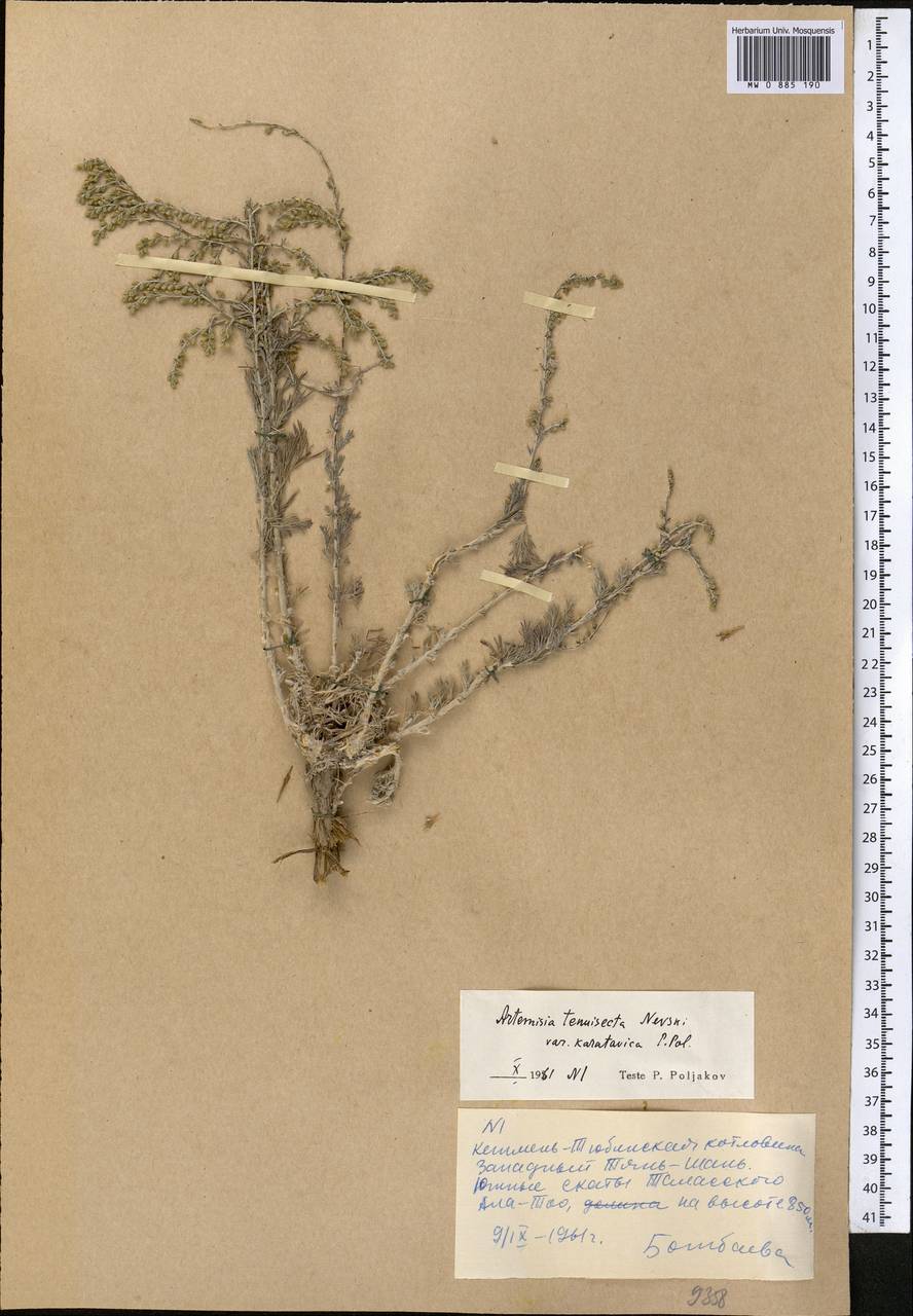 Seriphidium karatavicum (Krasch. & Abolin ex Poljakov) Ling & Y.R. Ling, Middle Asia, Western Tian Shan & Karatau (M3) (Kyrgyzstan)