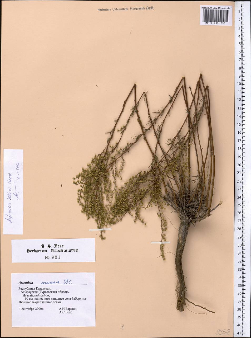 Artemisia kelleri Krasch., Middle Asia, Caspian Ustyurt & Northern Aralia (M8) (Kazakhstan)