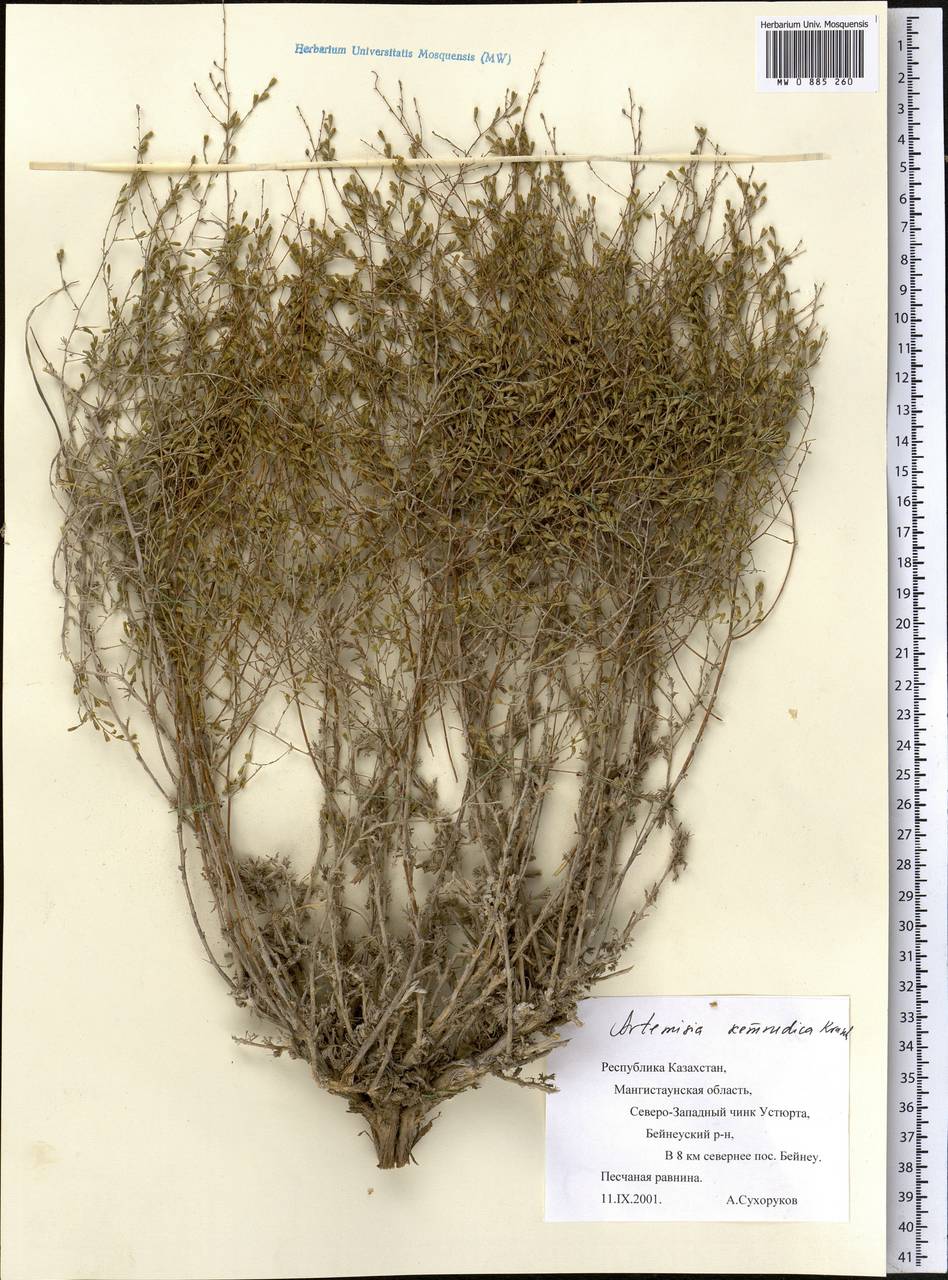 Seriphidium kemrudicum (Krasch.) Poljak., Middle Asia, Caspian Ustyurt & Northern Aralia (M8) (Kazakhstan)