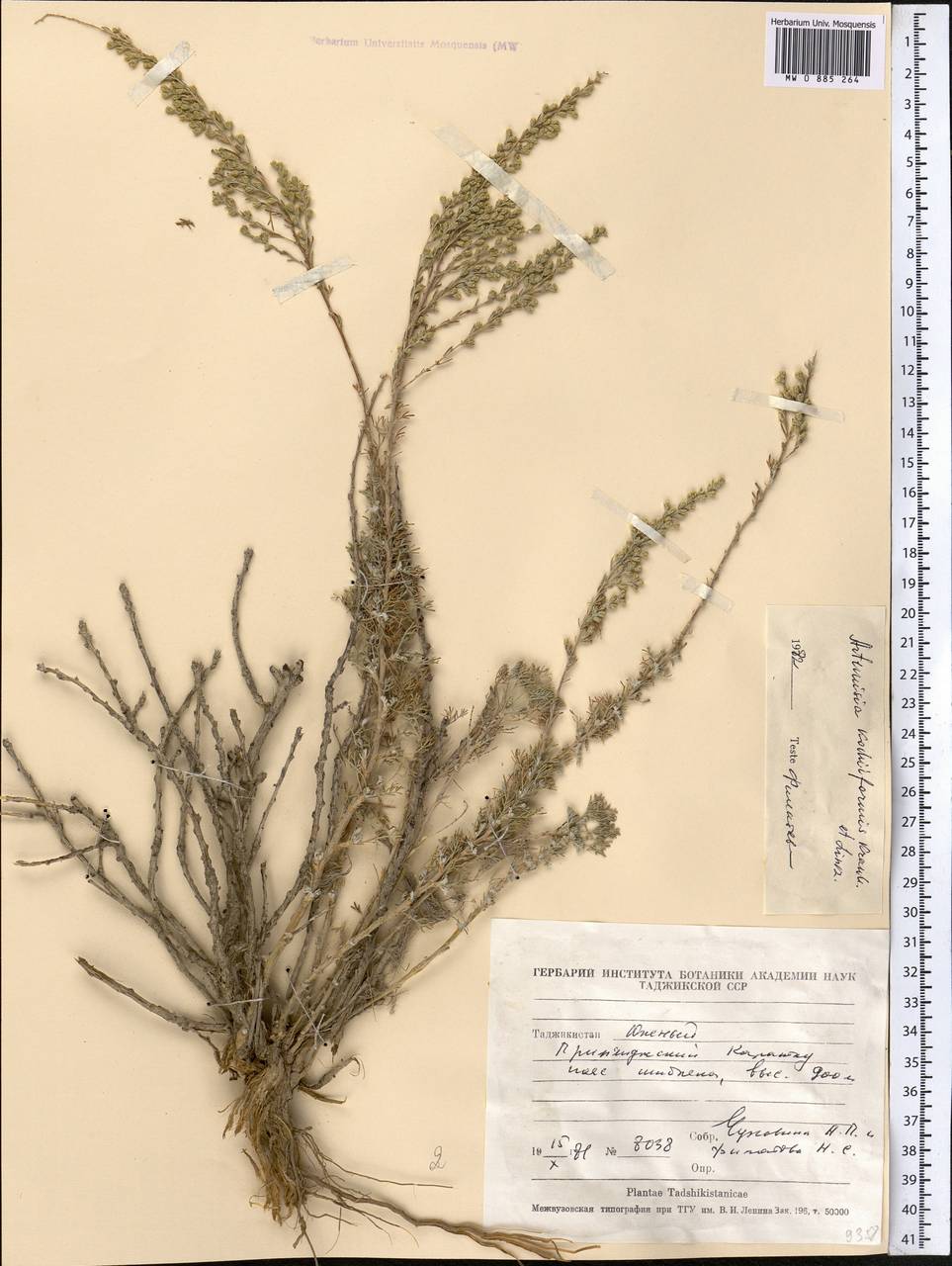Seriphidium kochiiforme (Krasch. & Lincz. ex Poliak.) Poljak., Middle Asia, Pamir & Pamiro-Alai (M2) (Tajikistan)