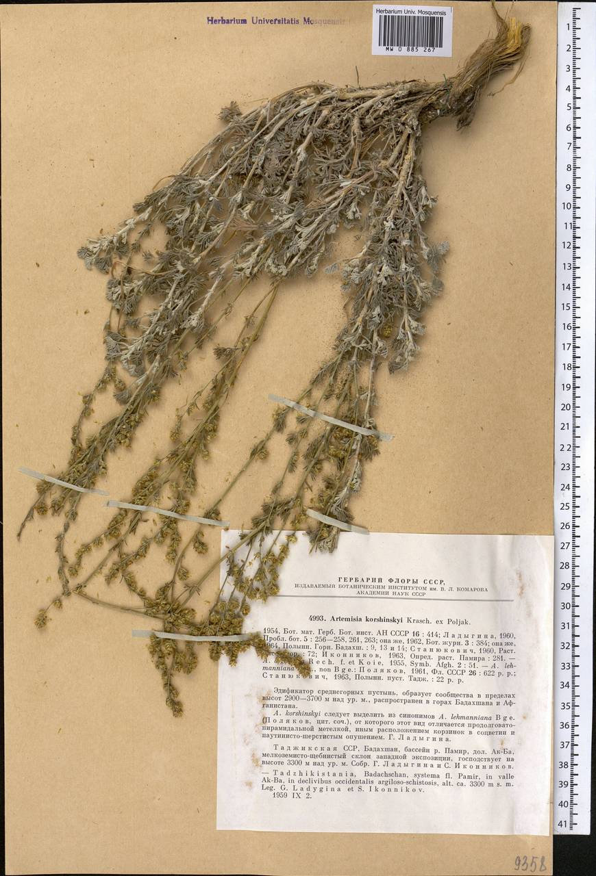 Seriphidium korshinskyi (Krasch. ex Poljak.) Y.R. Ling, Middle Asia, Pamir & Pamiro-Alai (M2) (Tajikistan)