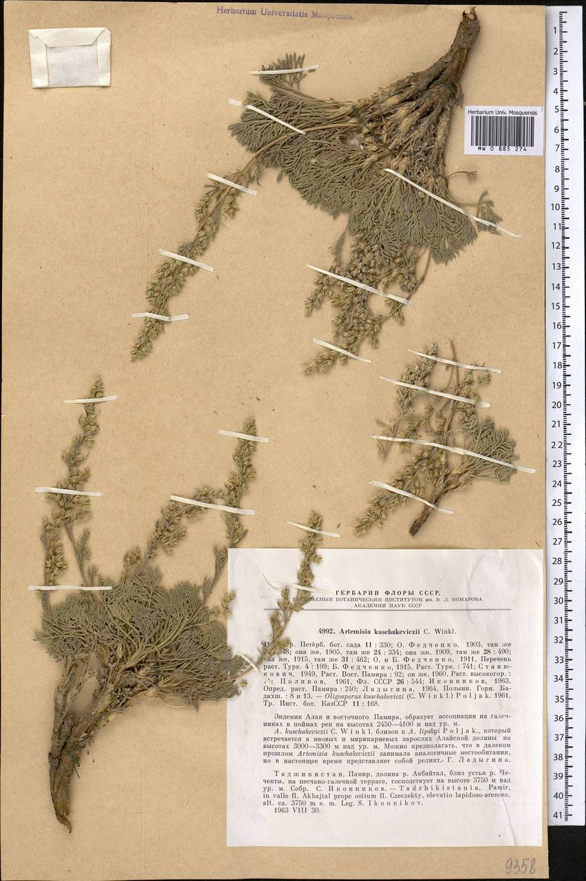 Artemisia kuschakewiczii C. Winkl., Middle Asia, Pamir & Pamiro-Alai (M2) (Tajikistan)