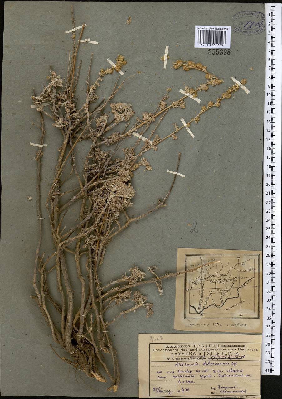 Artemisia lehmanniana Bunge, Middle Asia, Pamir & Pamiro-Alai (M2) (Tajikistan)