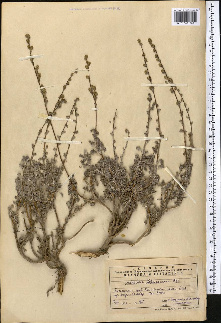 Artemisia lehmanniana Bunge, Middle Asia, Pamir & Pamiro-Alai (M2)