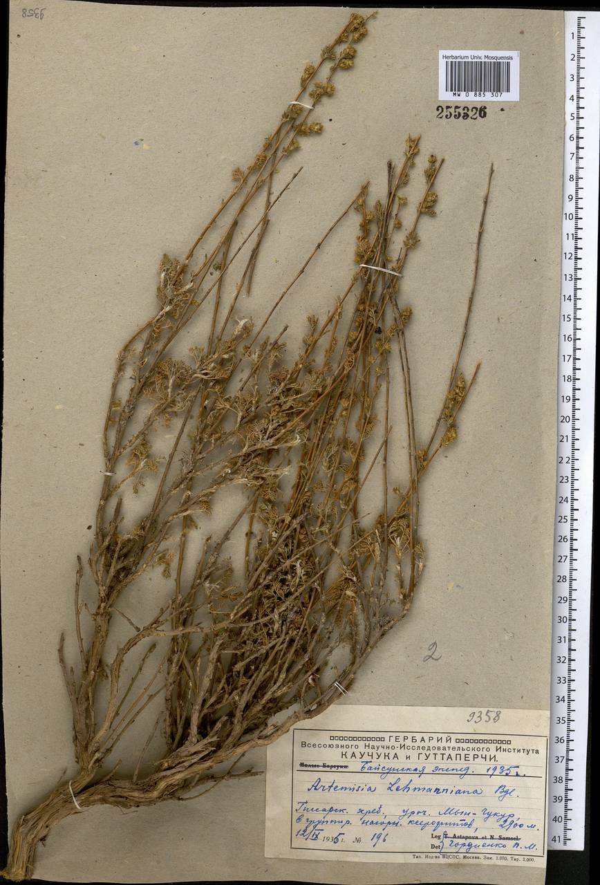 Artemisia lehmanniana Bunge, Middle Asia, Pamir & Pamiro-Alai (M2) (Uzbekistan)