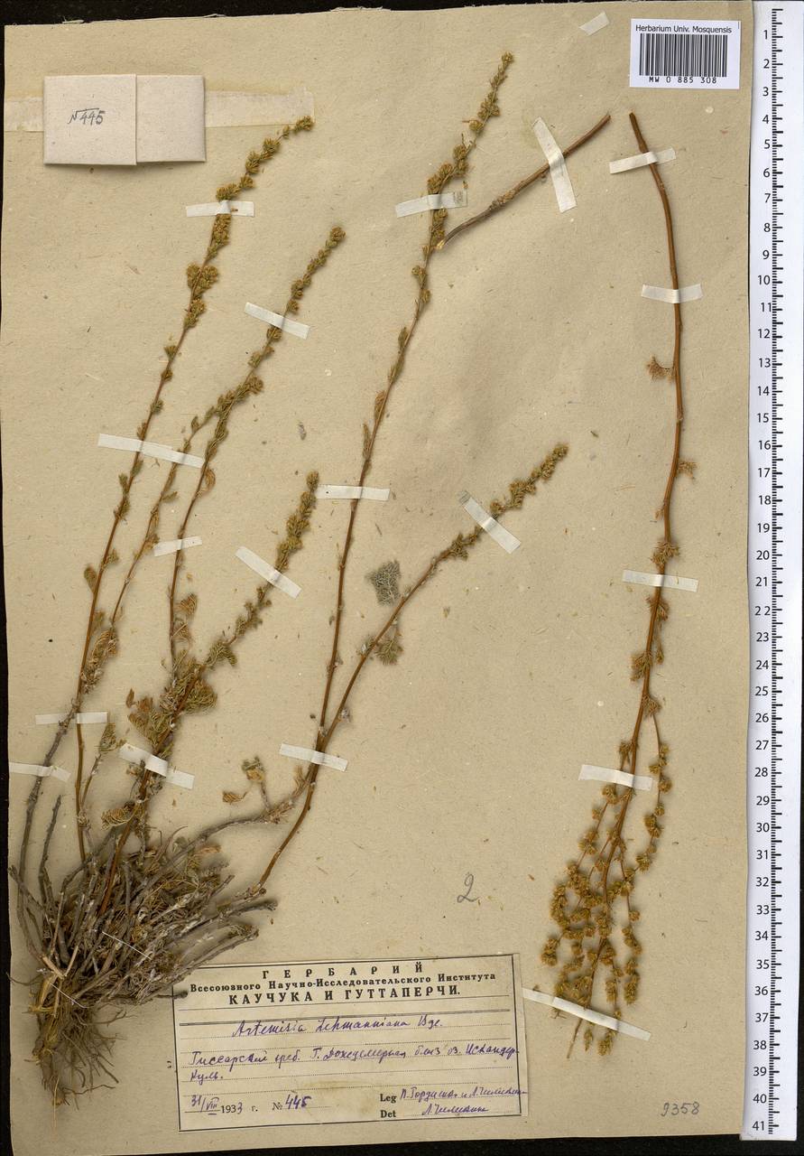 Artemisia lehmanniana Bunge, Middle Asia, Pamir & Pamiro-Alai (M2) (Uzbekistan)