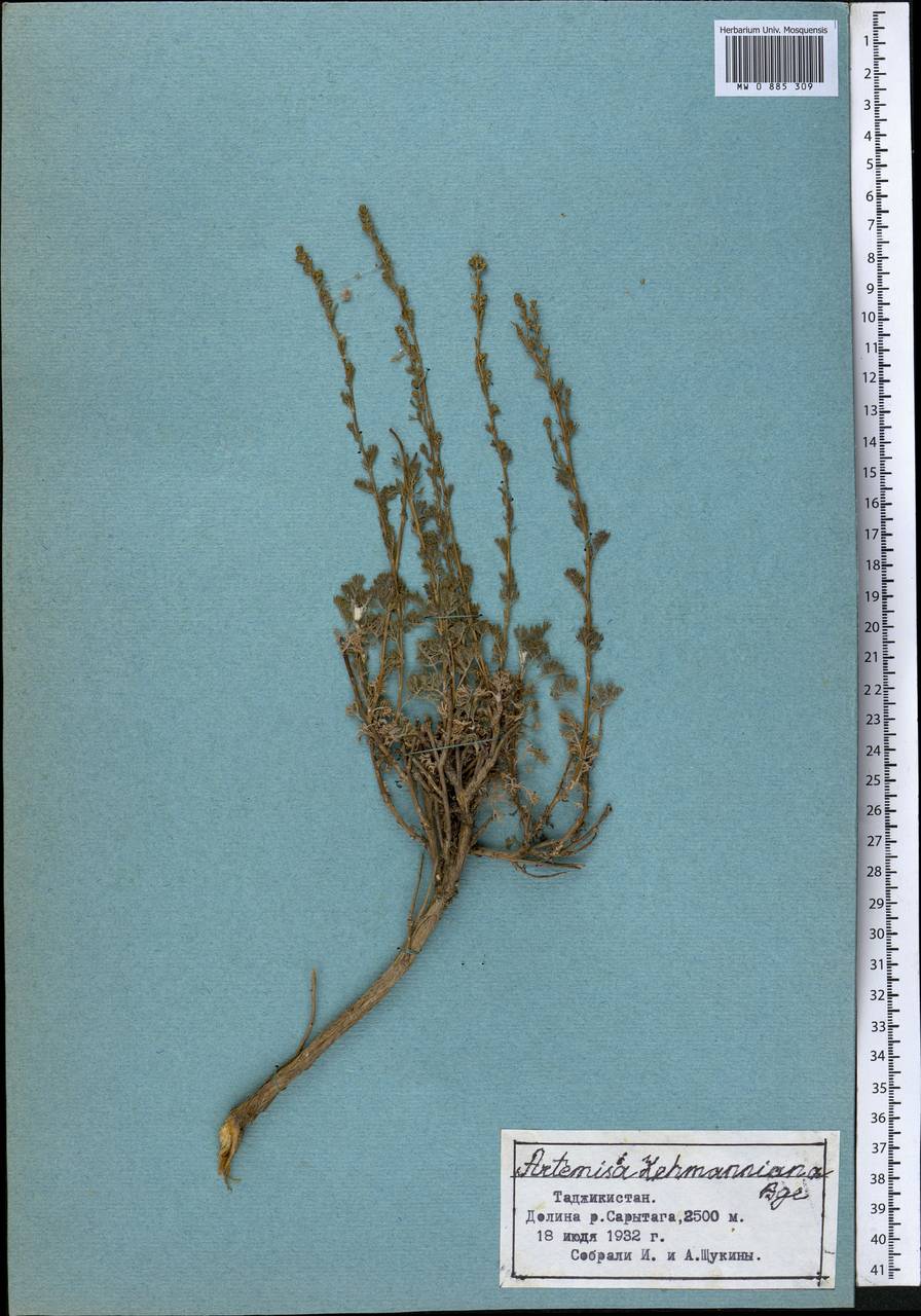 Artemisia lehmanniana Bunge, Middle Asia, Pamir & Pamiro-Alai (M2) (Tajikistan)
