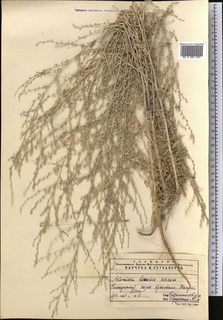 Seriphidium leucodes (Schrenk) Poljak., Middle Asia, Pamir & Pamiro-Alai (M2) (Uzbekistan)