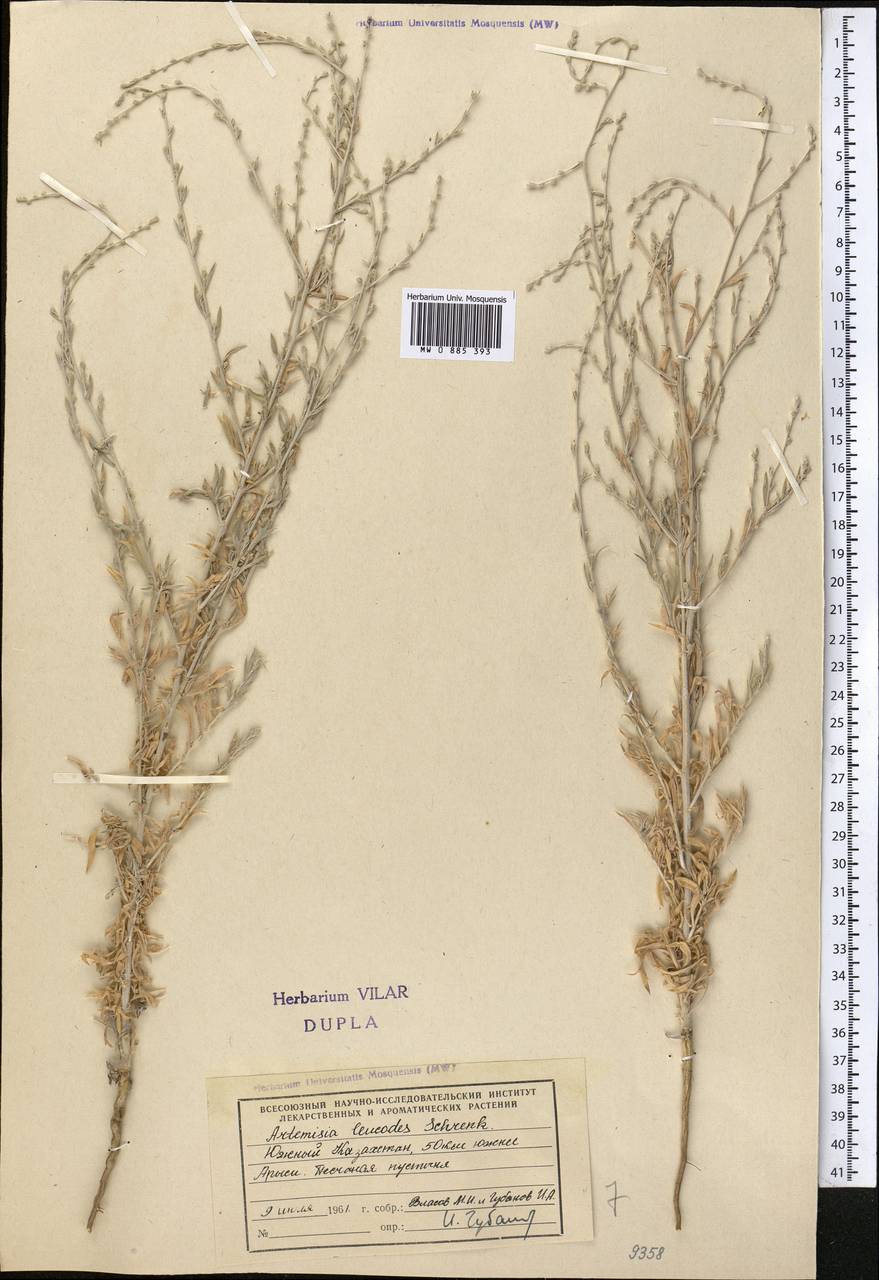 Seriphidium leucodes (Schrenk) Poljak., Middle Asia, Syr-Darian deserts & Kyzylkum (M7) (Kazakhstan)