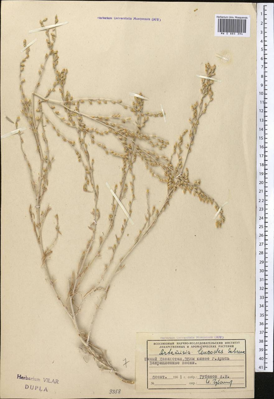 Seriphidium leucodes (Schrenk) Poljak., Middle Asia, Syr-Darian deserts & Kyzylkum (M7) (Kazakhstan)