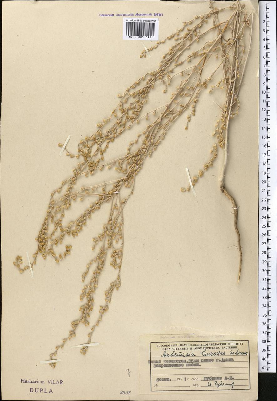 Seriphidium leucodes (Schrenk) Poljak., Middle Asia, Syr-Darian deserts & Kyzylkum (M7) (Kazakhstan)