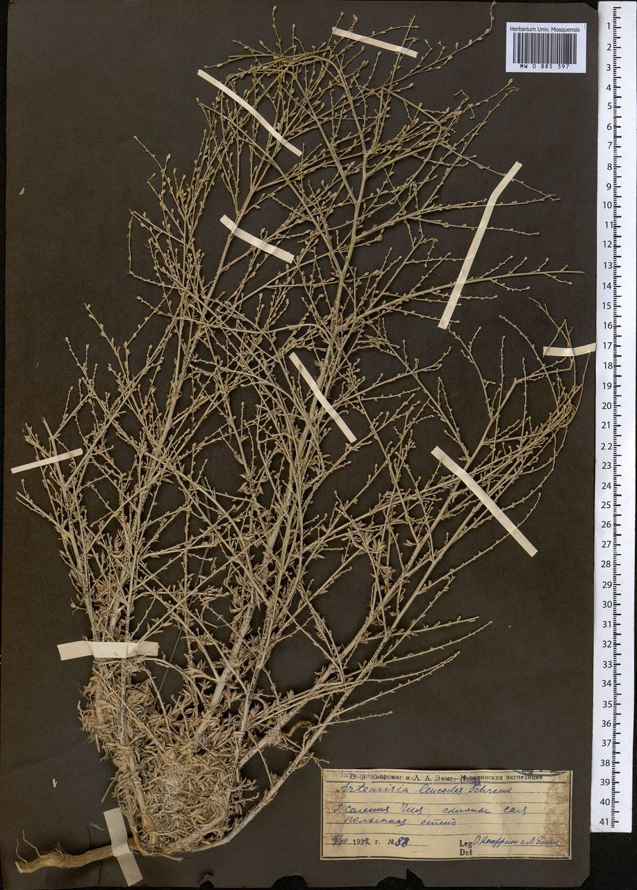 Seriphidium leucodes (Schrenk) Poljak., Middle Asia, Syr-Darian deserts & Kyzylkum (M7) (Uzbekistan)