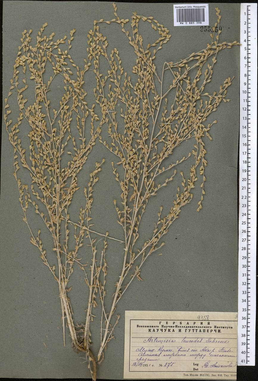 Seriphidium leucodes (Schrenk) Poljak., Middle Asia, Muyunkumy, Balkhash & Betpak-Dala (M9) (Kazakhstan)