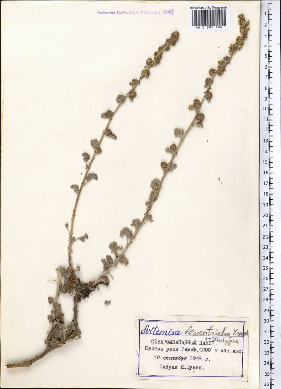 Seriphidium leucotrichum (Krasch. ex Ladyg.) Bremer & Humphries ex Y.R. Ling, Middle Asia, Pamir & Pamiro-Alai (M2) (Tajikistan)