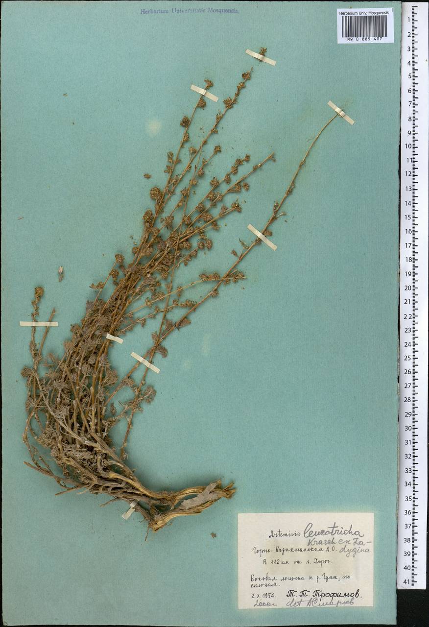 Seriphidium leucotrichum (Krasch. ex Ladyg.) Bremer & Humphries ex Y.R. Ling, Middle Asia, Pamir & Pamiro-Alai (M2) (Tajikistan)