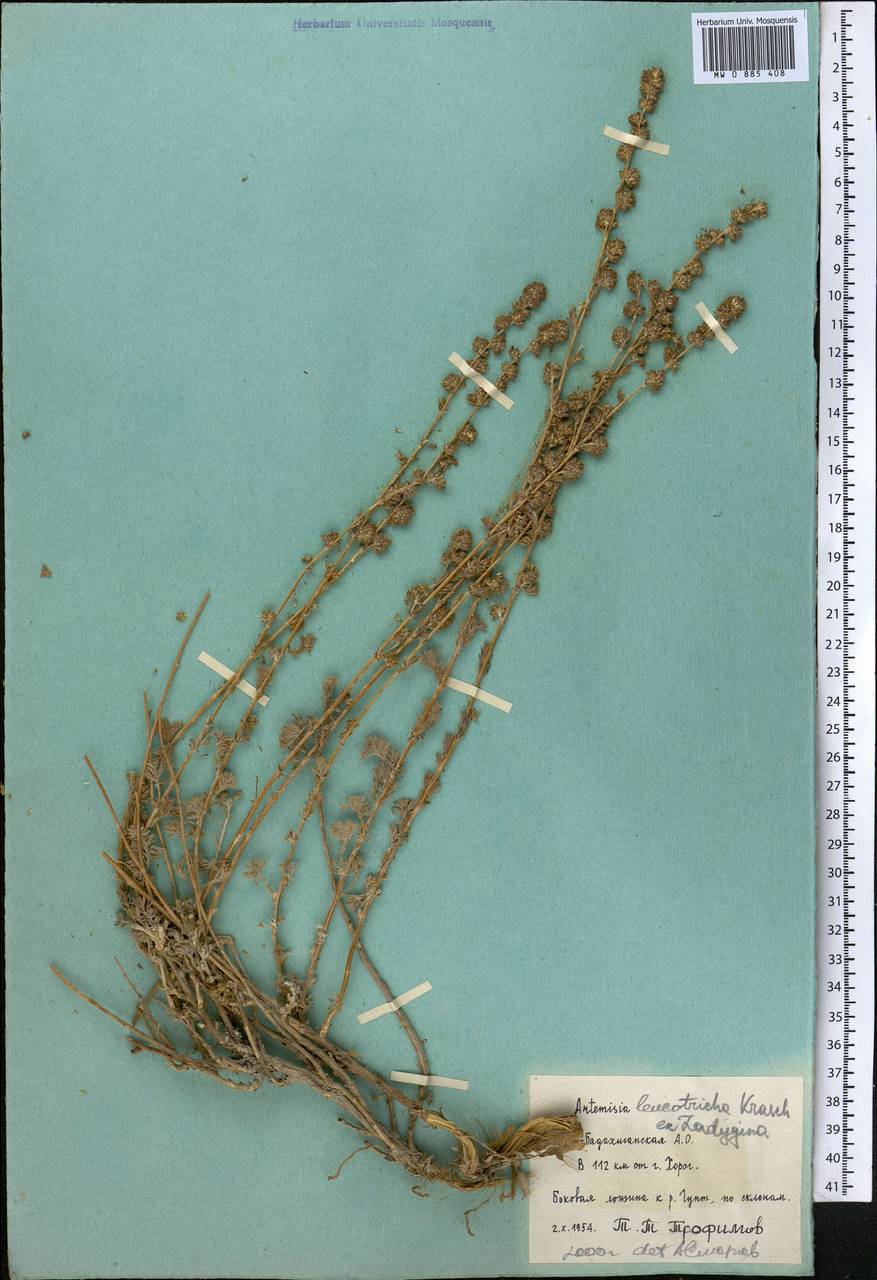 Seriphidium leucotrichum (Krasch. ex Ladyg.) Bremer & Humphries ex Y.R. Ling, Middle Asia, Pamir & Pamiro-Alai (M2) (Tajikistan)