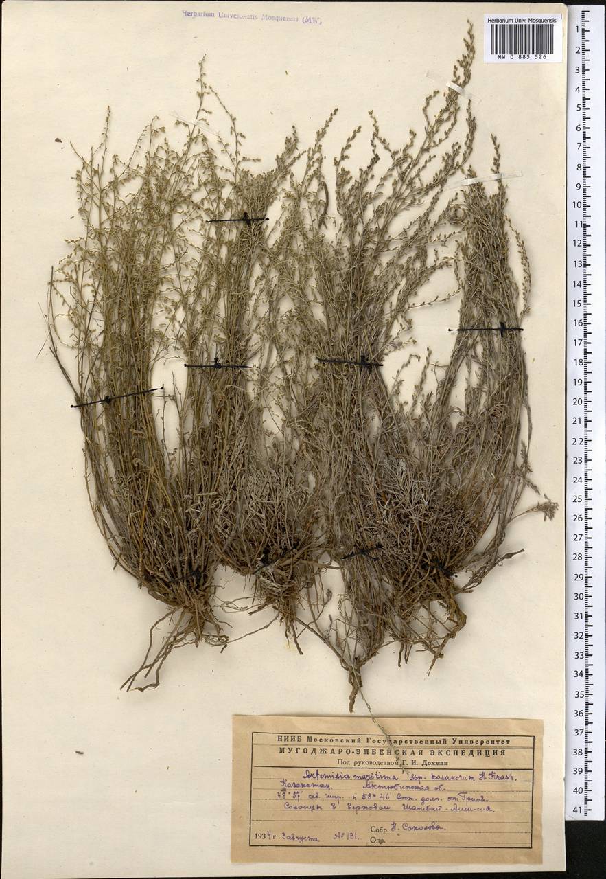 Seriphidium kasakorum (Krasch.) K. Bremer & C.J. Humphries, Middle Asia, Caspian Ustyurt & Northern Aralia (M8) (Kazakhstan)