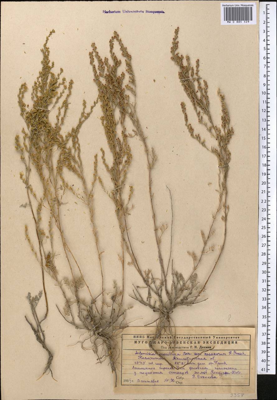 Seriphidium kasakorum (Krasch.) K. Bremer & C.J. Humphries, Middle Asia, Caspian Ustyurt & Northern Aralia (M8) (Kazakhstan)