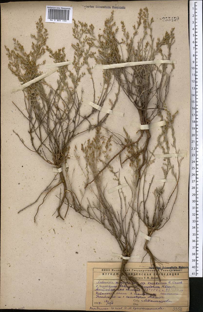 Seriphidium kasakorum (Krasch.) K. Bremer & C.J. Humphries, Middle Asia, Caspian Ustyurt & Northern Aralia (M8) (Kazakhstan)