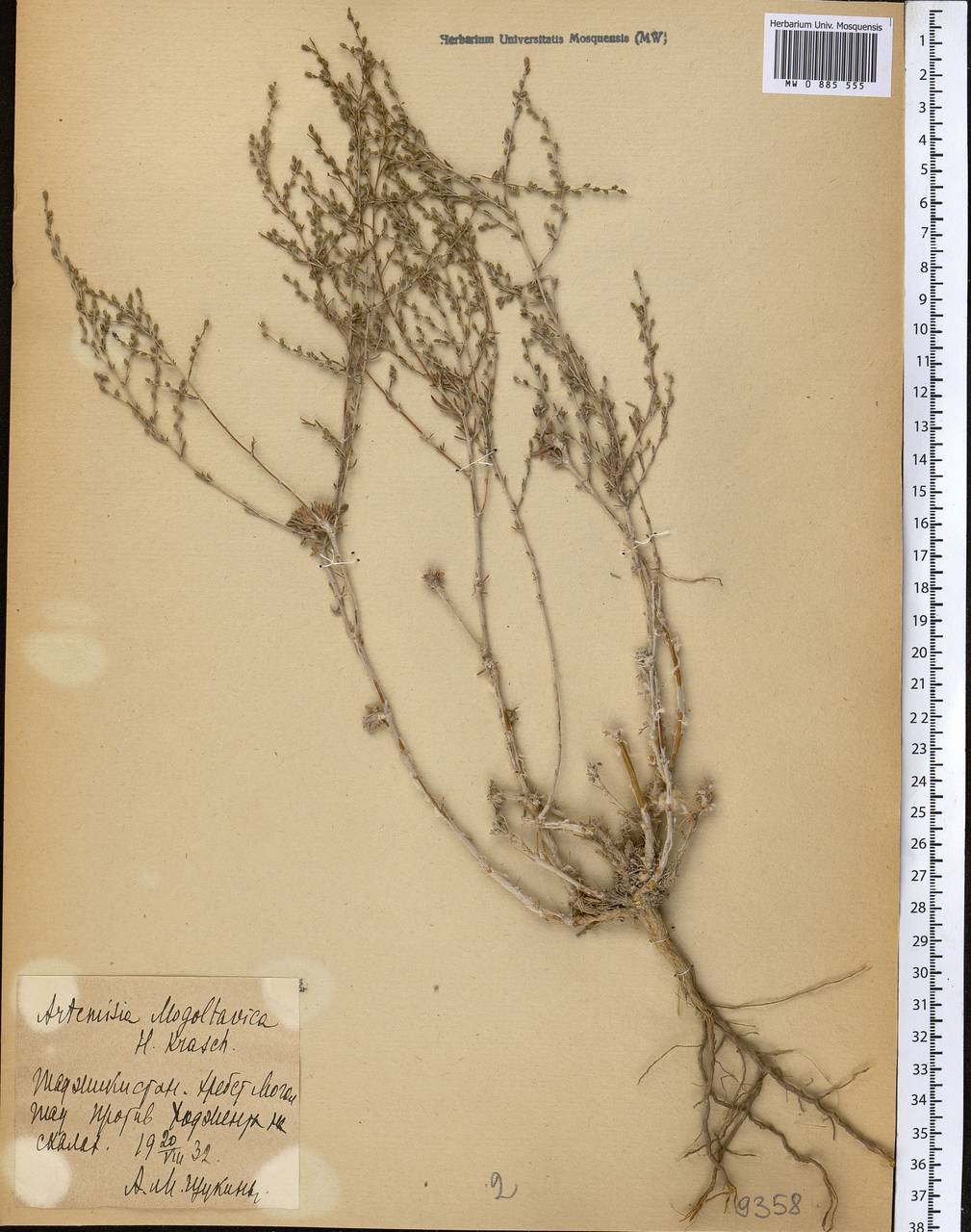 Seriphidium mogoltavicum (Poljak.) Y.R. Ling, Middle Asia, Western Tian Shan & Karatau (M3) (Tajikistan)