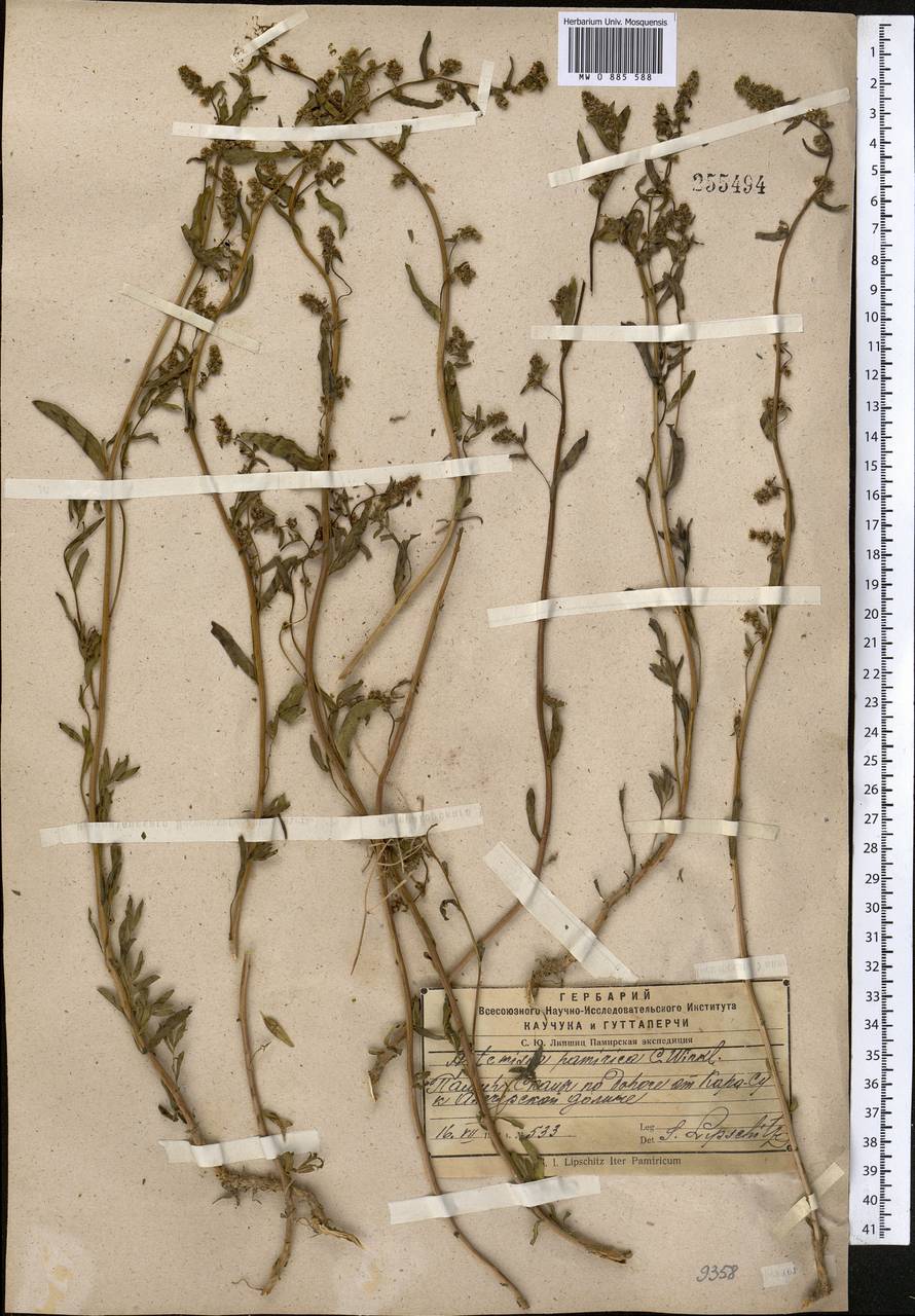 Artemisia pamirica C. Winkl., Middle Asia, Pamir & Pamiro-Alai (M2) (Tajikistan)