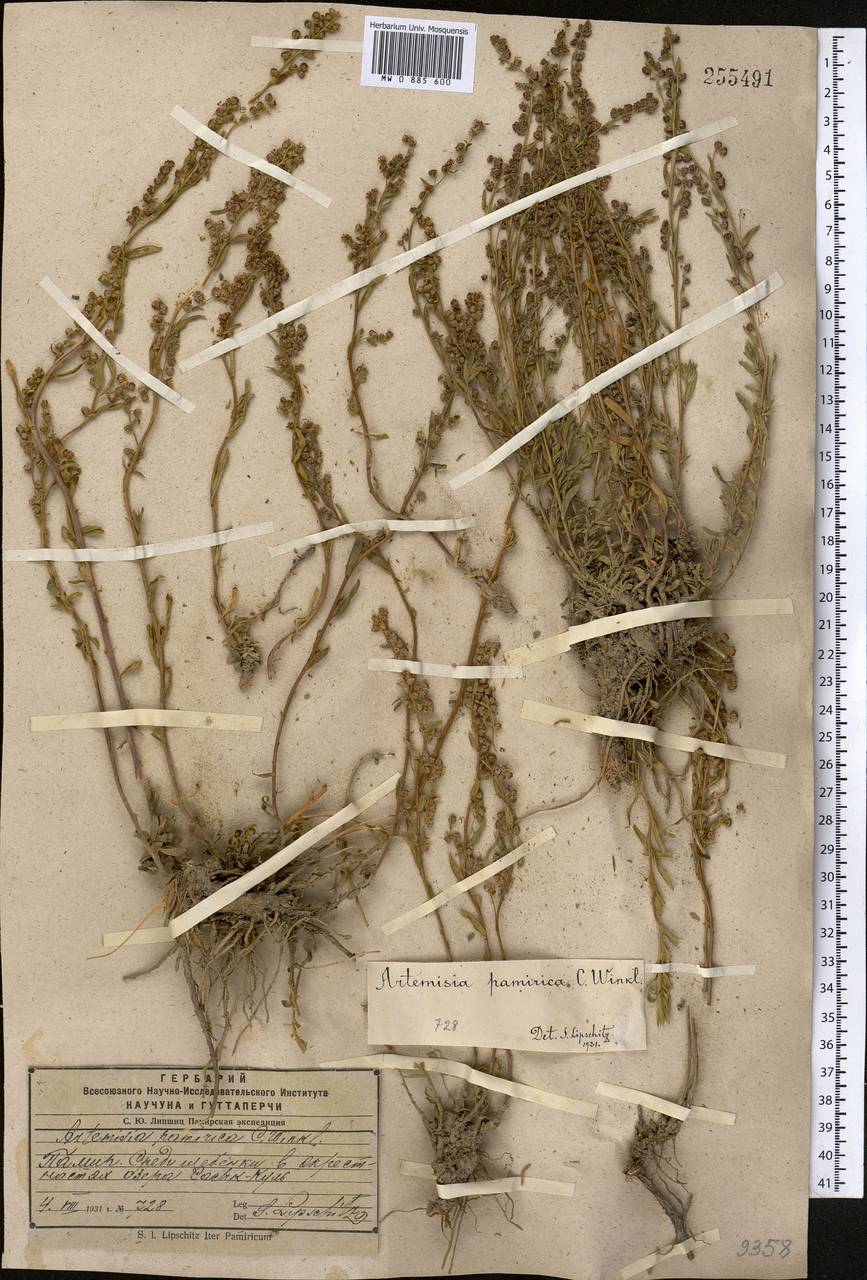 Artemisia pamirica C. Winkl., Middle Asia, Pamir & Pamiro-Alai (M2) (Tajikistan)