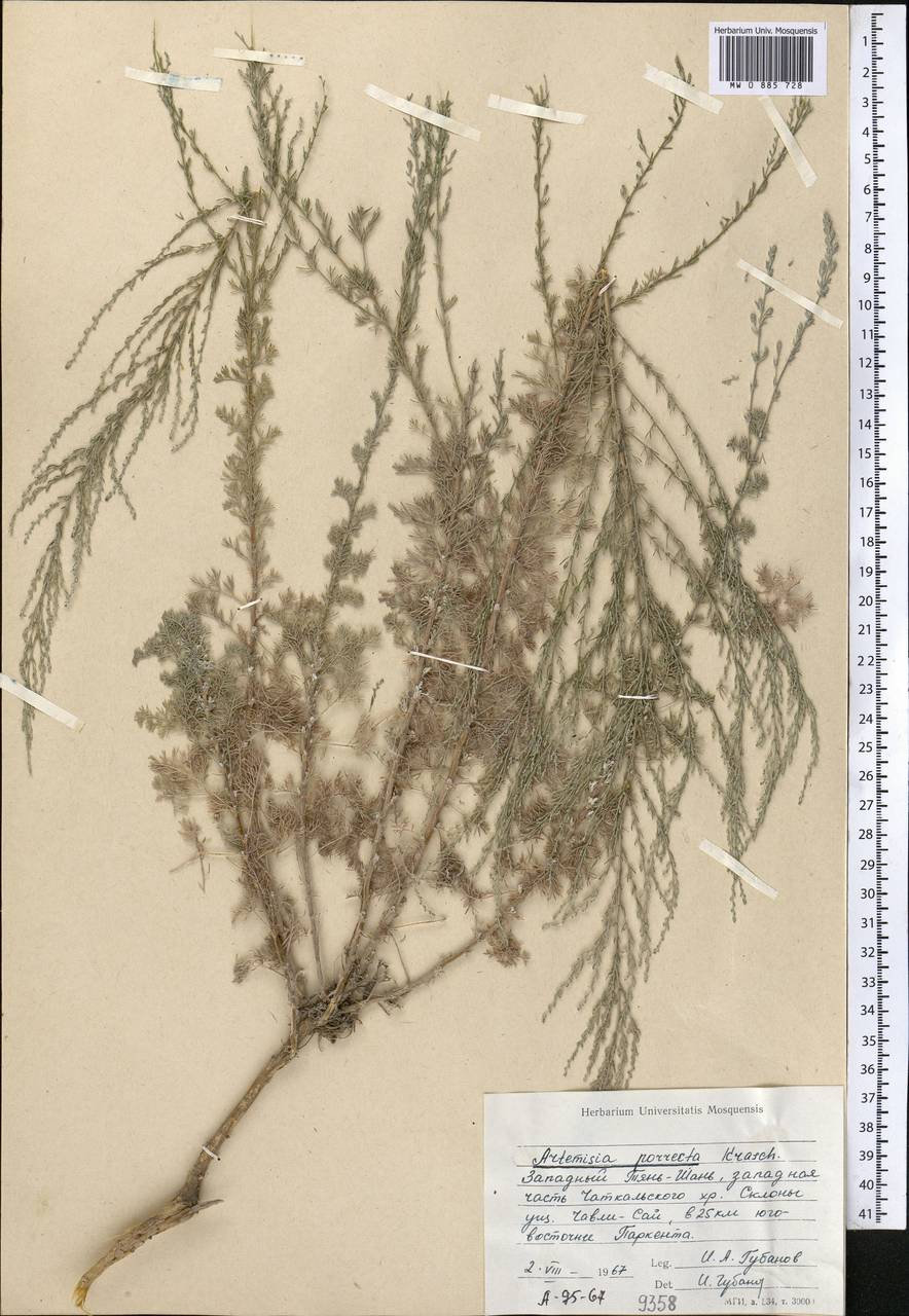 Artemisia porrecta Krasch. ex Poljakov, Middle Asia, Western Tian Shan & Karatau (M3) (Uzbekistan)