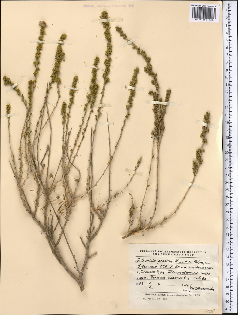 Seriphidium albicaule (Nevski) comb. ined., Middle Asia, Pamir & Pamiro-Alai (M2) (Uzbekistan)