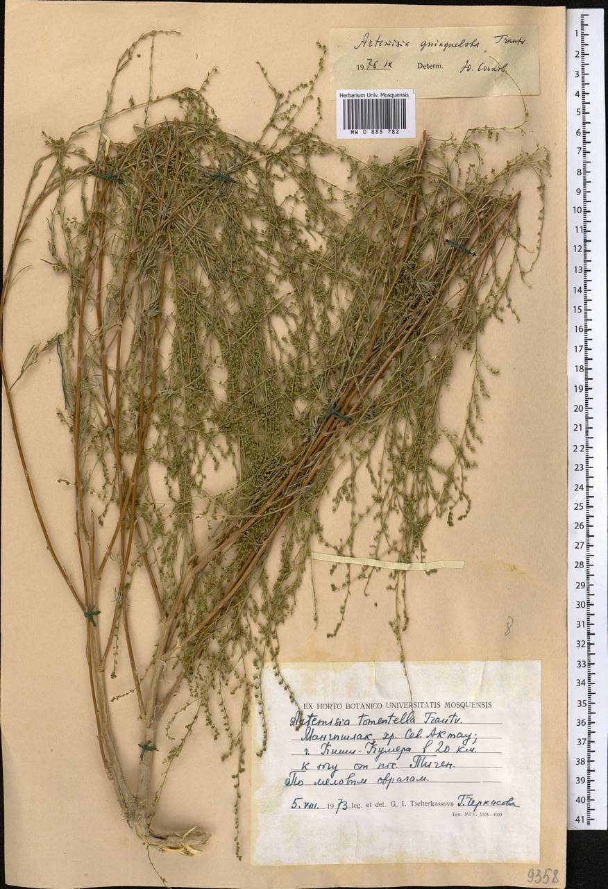 Artemisia quinqueloba Trautv., Middle Asia, Caspian Ustyurt & Northern Aralia (M8) (Kazakhstan)