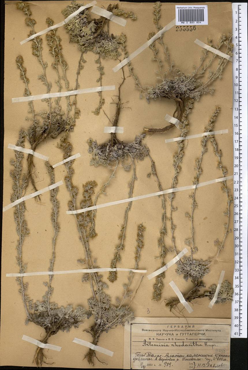 Artemisia rhodantha Rupr., Middle Asia, Western Tian Shan & Karatau (M3) (Kazakhstan)