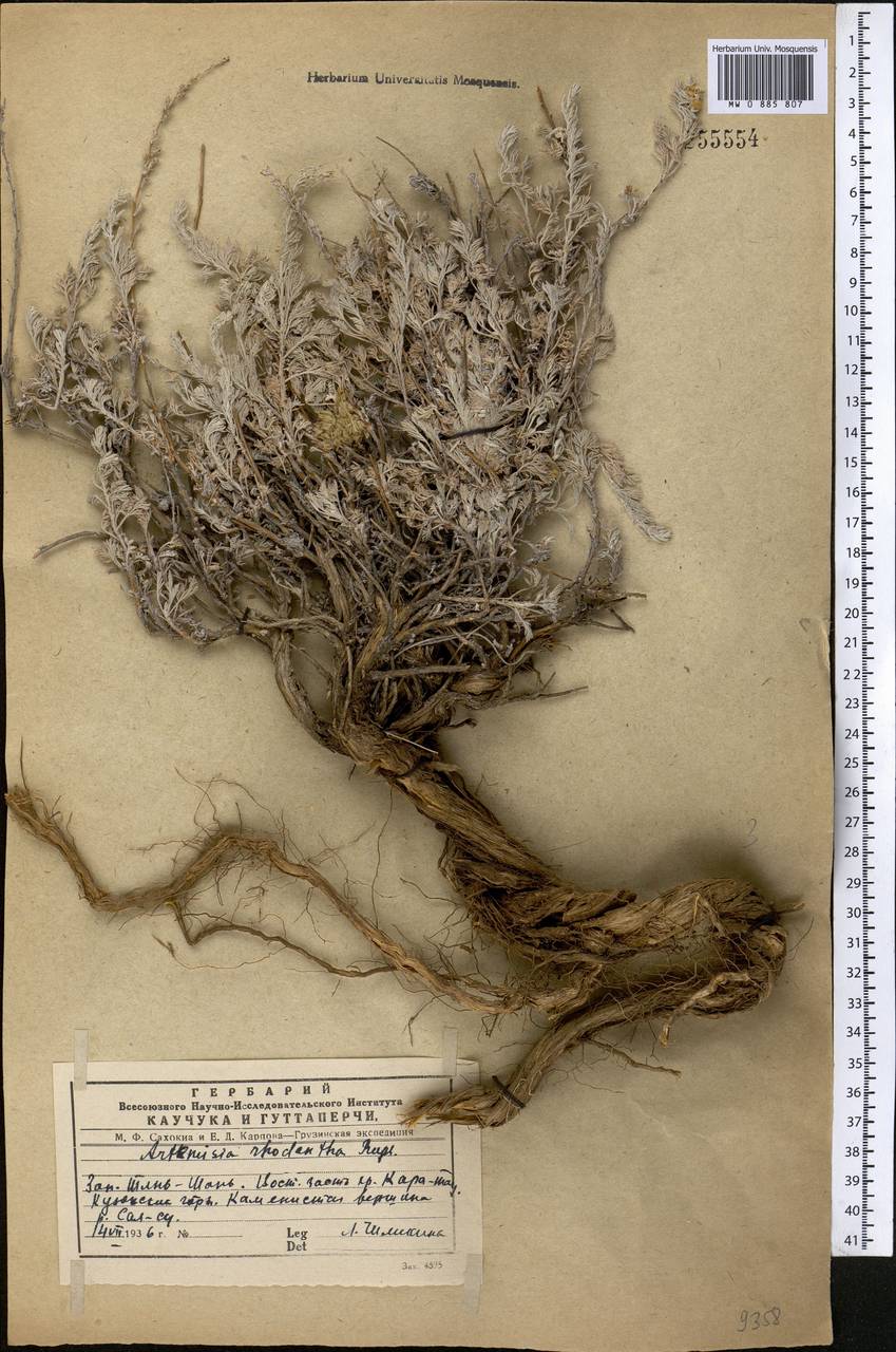Artemisia rhodantha Rupr., Middle Asia, Western Tian Shan & Karatau (M3) (Kazakhstan)