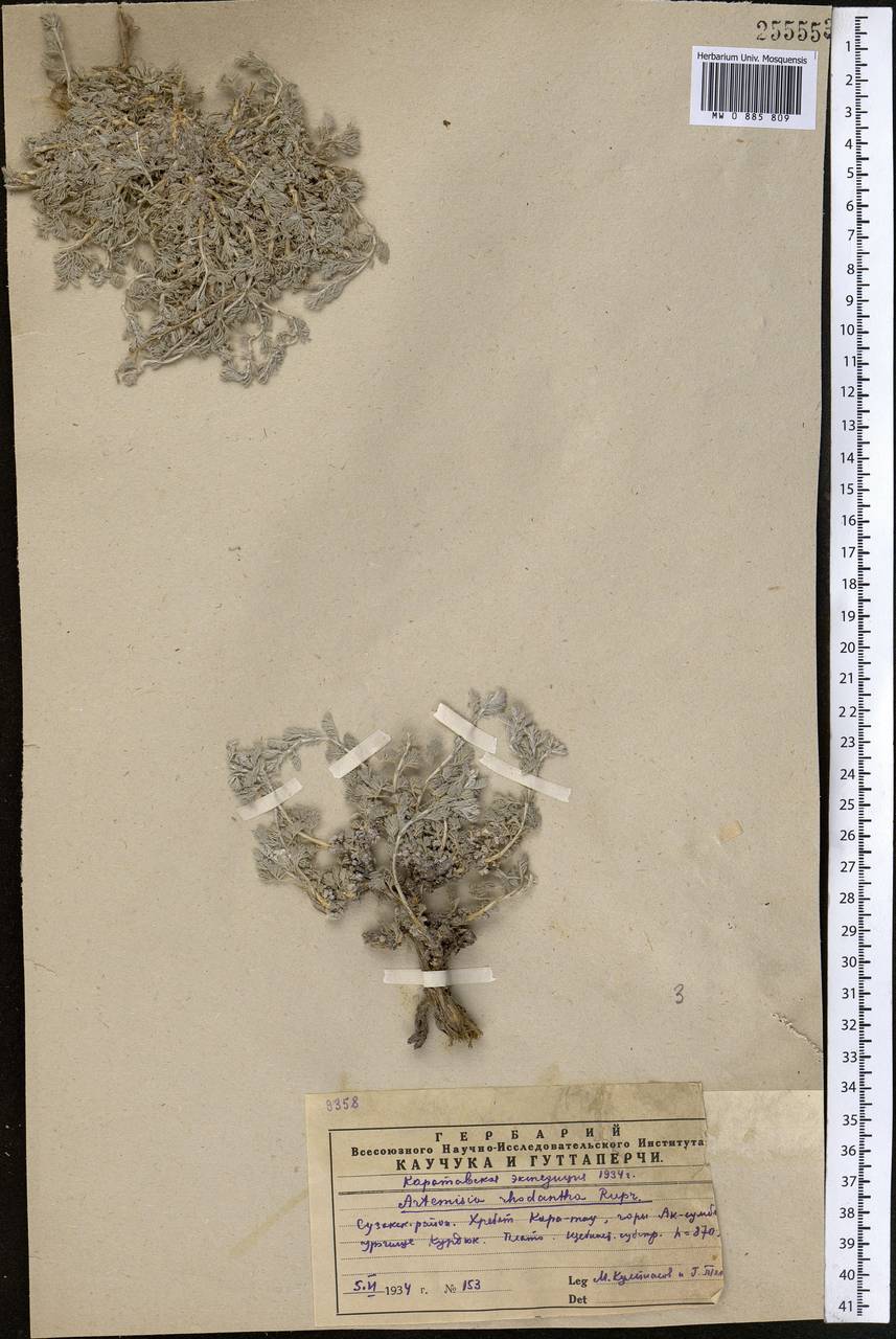 Artemisia rhodantha Rupr., Middle Asia, Western Tian Shan & Karatau (M3) (Kazakhstan)