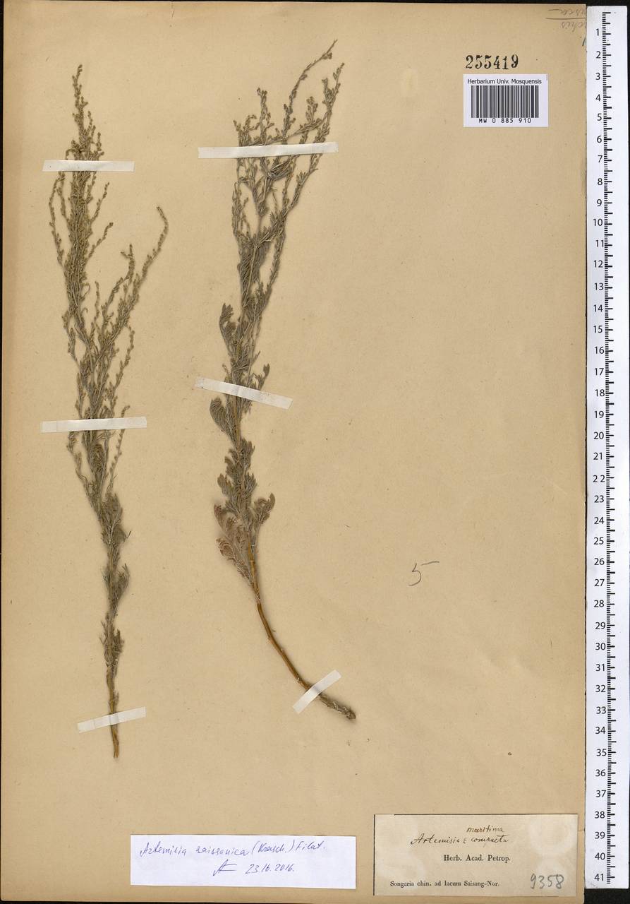 Seriphidium saissanicum (Krasch.) Bremer & Humphries ex Y.R. Ling, Middle Asia, Dzungarian Alatau & Tarbagatai (M5) (Kazakhstan)
