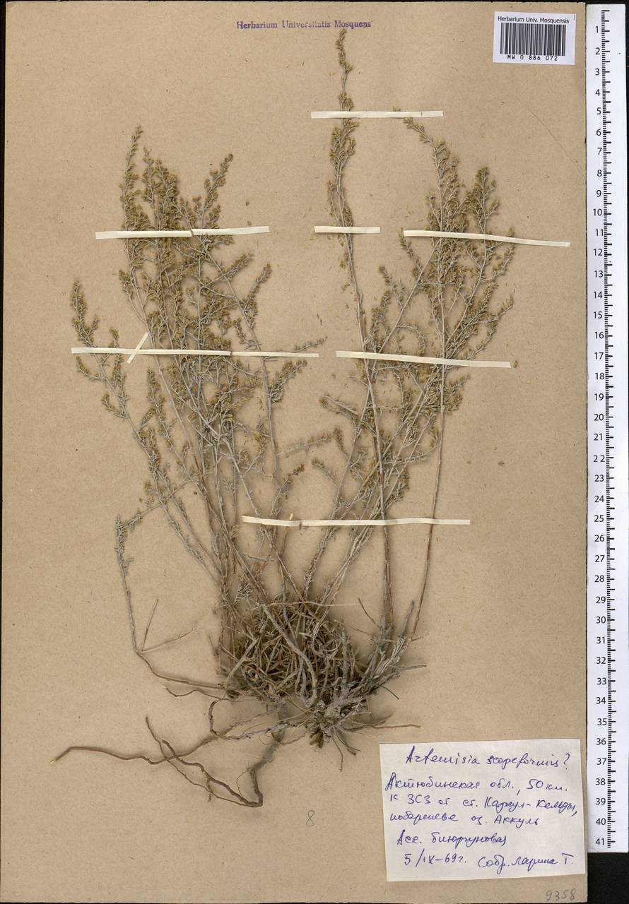Seriphidium scopiforme (Ledeb.) Poljakov, Middle Asia, Caspian Ustyurt & Northern Aralia (M8) (Kazakhstan)
