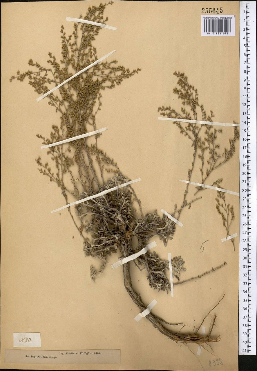 Seriphidium scopiforme (Ledeb.) Poljakov, Middle Asia, Muyunkumy, Balkhash & Betpak-Dala (M9) (Kazakhstan)