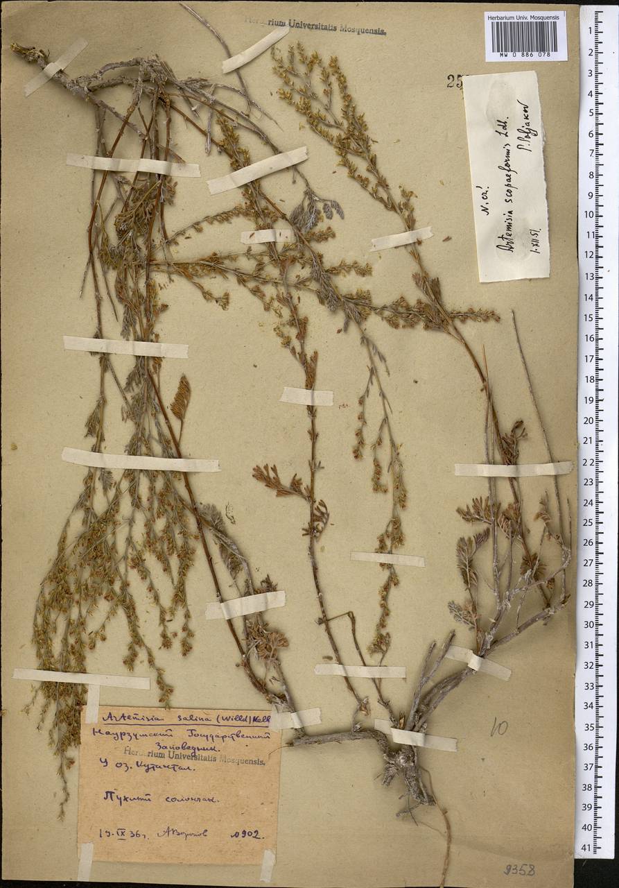 Seriphidium scopiforme (Ledeb.) Poljakov, Middle Asia, Northern & Central Kazakhstan (M10) (Kazakhstan)